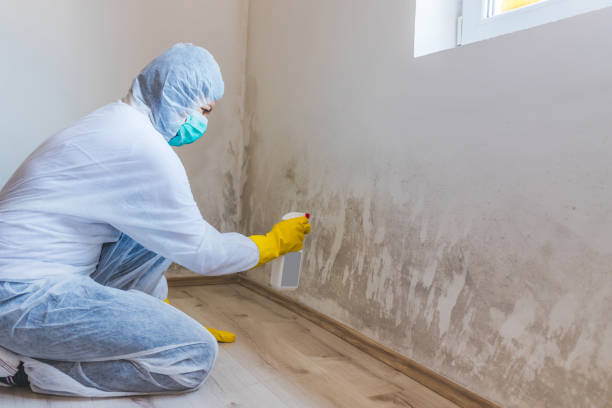 Licensed Attic Mold Remediation service in Hopewell, NJ - Car Mold Remediation