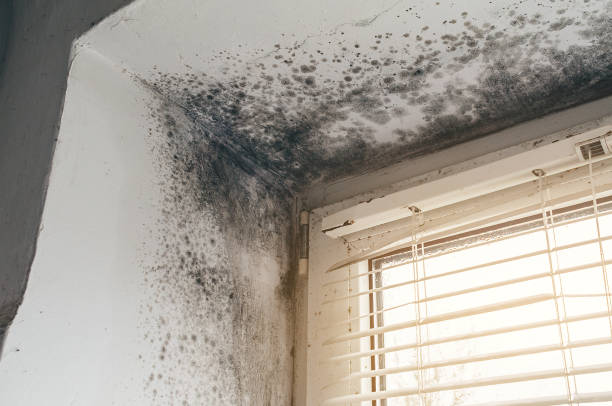 Affordable Attic Mold Remediation solutions in Hopewell, NJ